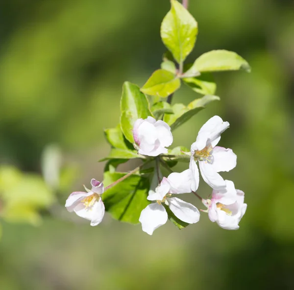 Flowers on apple tree in nature — Stock Photo, Image