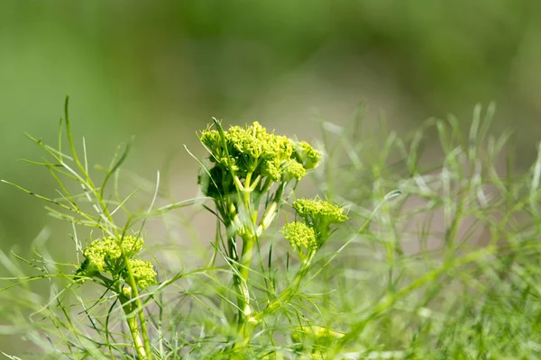 Lopuchu rostliny v přírodě — Stock fotografie
