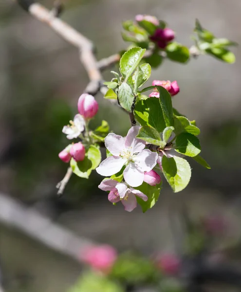 Květiny na jabloni v přírodě — Stock fotografie