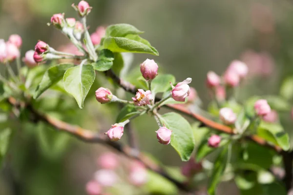在自然的苹果树上的花 — 图库照片