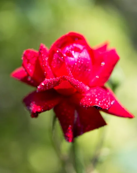 Gotas de agua sobre una rosa roja —  Fotos de Stock