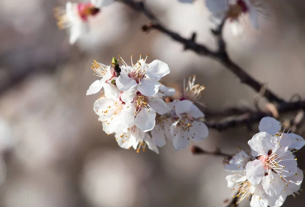 Aprikosenblüten auf dem Baum — Stockfoto