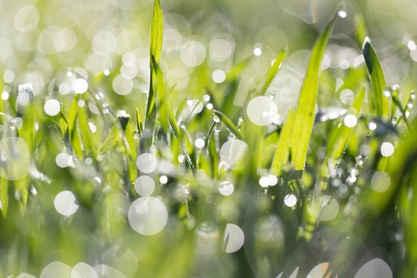 Gotas de rocío sobre hierba verde en la naturaleza — Foto de Stock