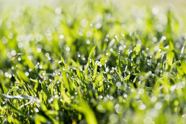 Dauw druppels op groen gras in de natuur — Stockfoto