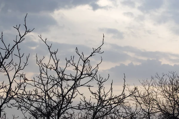 Kale takken van een boom bij zonsondergang — Stockfoto