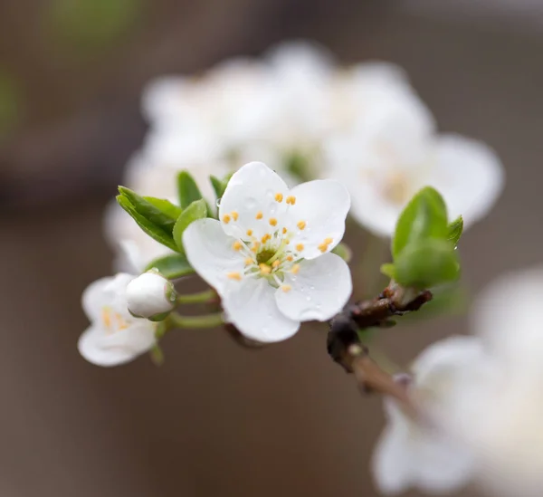 Meyve ağacı üzerine güzel çiçekler — Stok fotoğraf