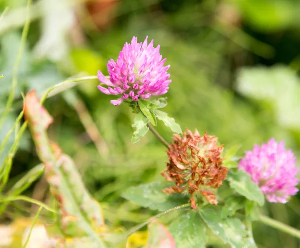 Paarse clover bloemen in de natuur — Stockfoto