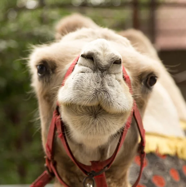 Ritratto di un cammello in natura — Foto Stock