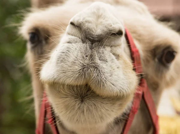 Ritratto di un cammello in natura — Foto Stock