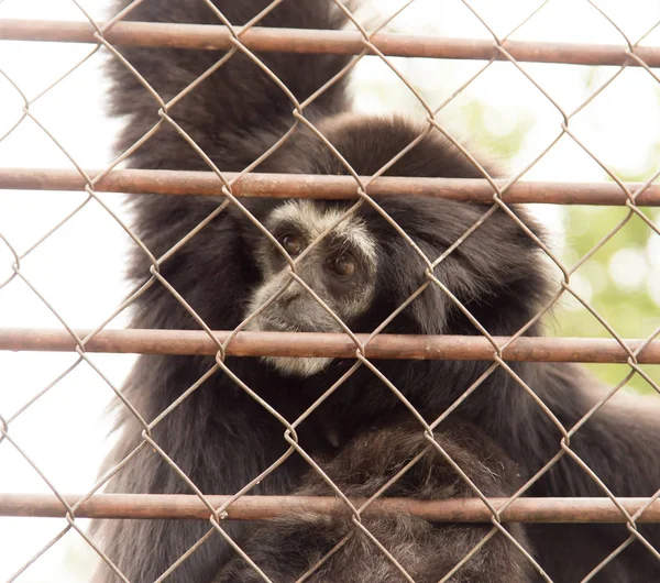 Un singe dans une cage au zoo — Photo