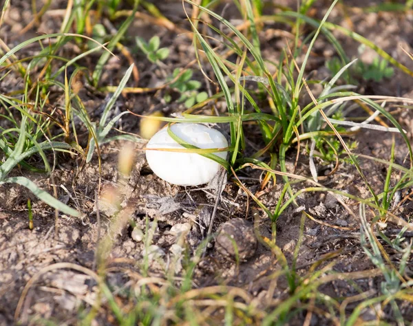 Biały grzyb w przyrodzie — Zdjęcie stockowe