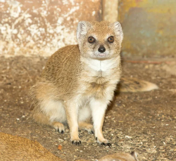 Animal en el zoológico — Foto de Stock