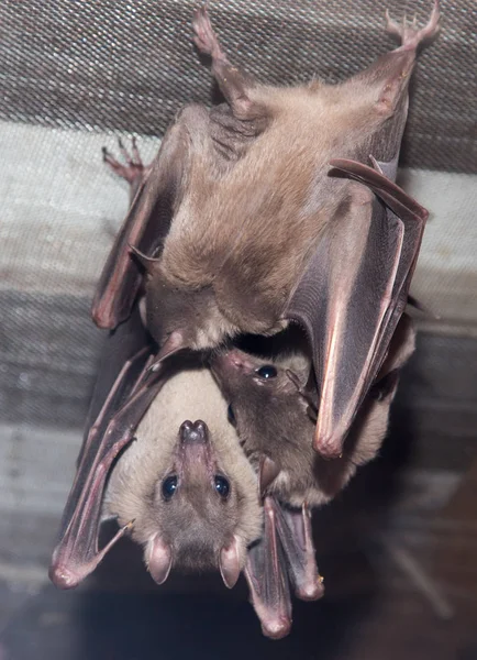 Bat at the zoo — Stock Photo, Image