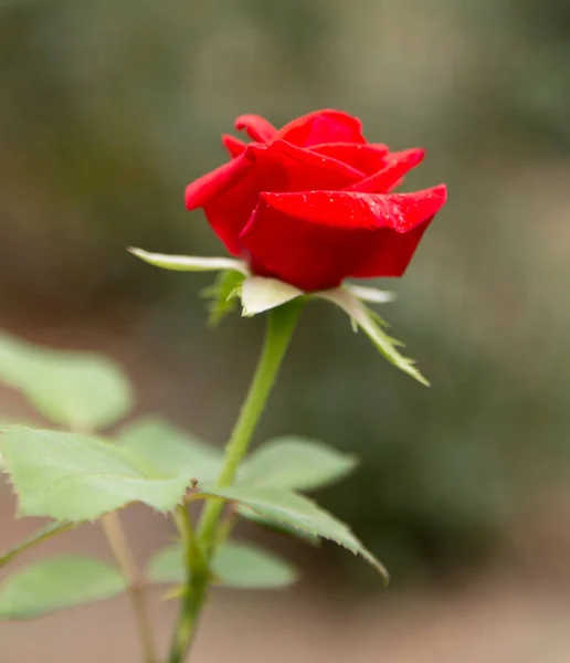 Vacker ros i naturen — Stockfoto