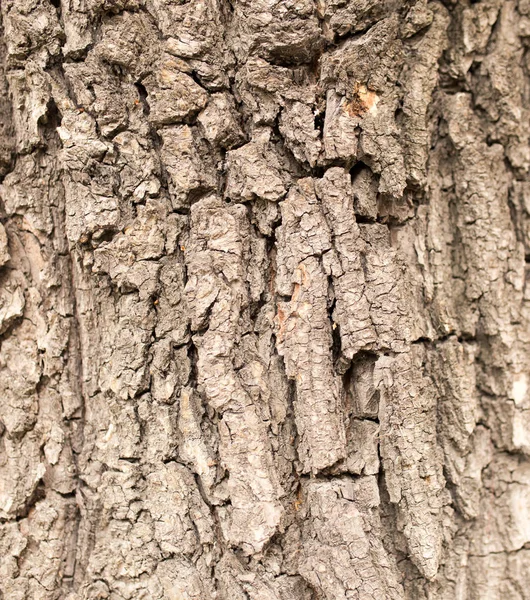 Patrón de fondo de textura de árbol de madera vieja —  Fotos de Stock