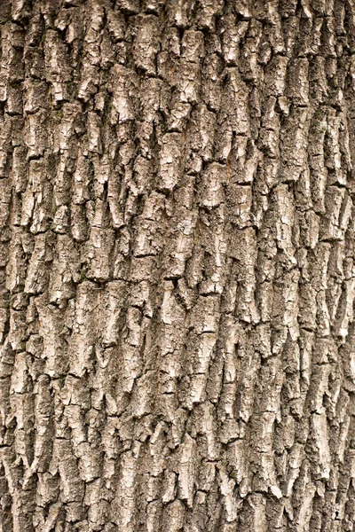 Stare drzewo tekstury drzewa Wzór tła — Zdjęcie stockowe