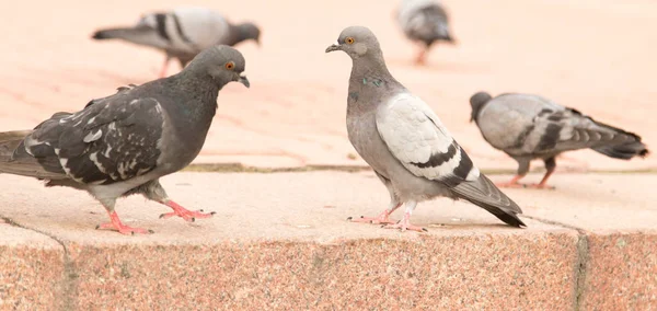 Duva på vägen — Stockfoto