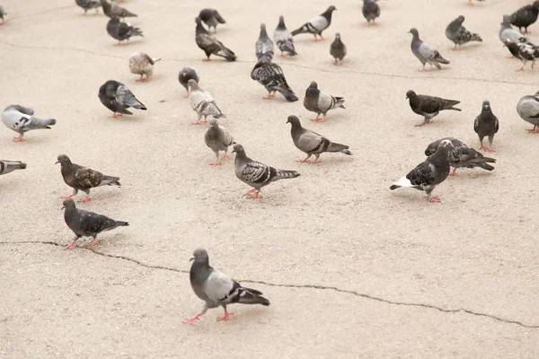 Dove on the road — Stock Photo, Image