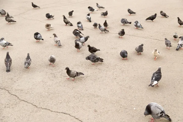 Taube auf der Straße — Stockfoto