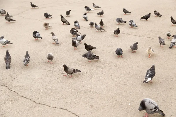 道路上の鳩 — ストック写真