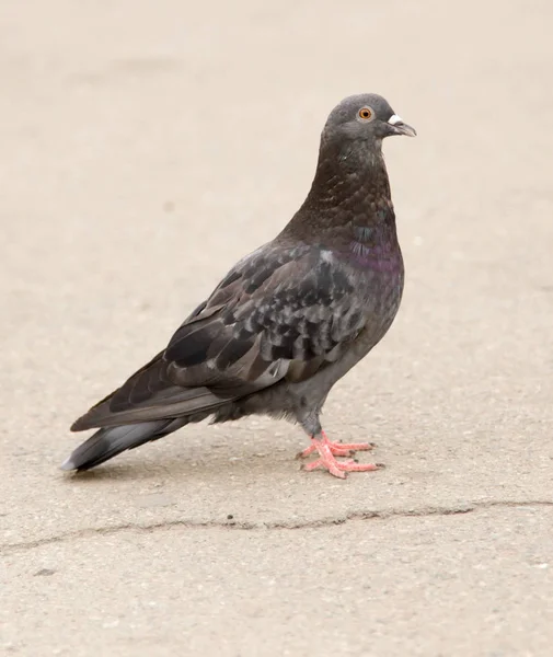 道路上の鳩 — ストック写真