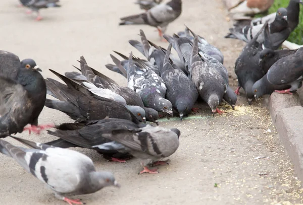 Dove on the road — Stock Photo, Image