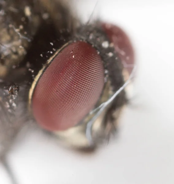 Estudo extremamente nítido e detalhado da cabeça da mosca empilhada de muitas tomadas com lente de microscópio — Fotografia de Stock