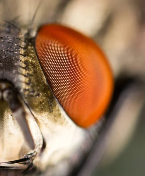 Étude extrêmement pointue et détaillée de la tête de mouche empilée à partir de nombreux clichés pris avec un objectif de microscope — Photo