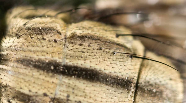 hair flies in nature. super macro