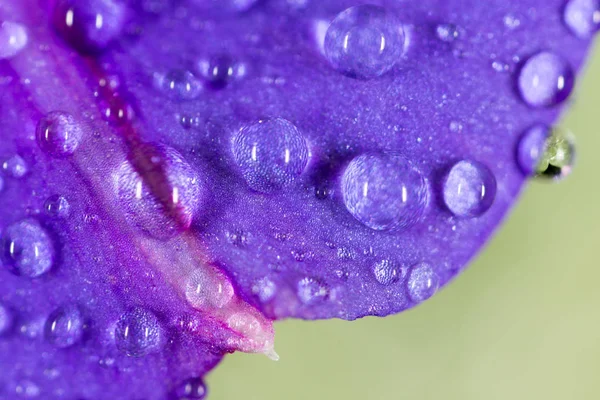 Drops of water on a blue flower in nature. close — Stock Photo, Image
