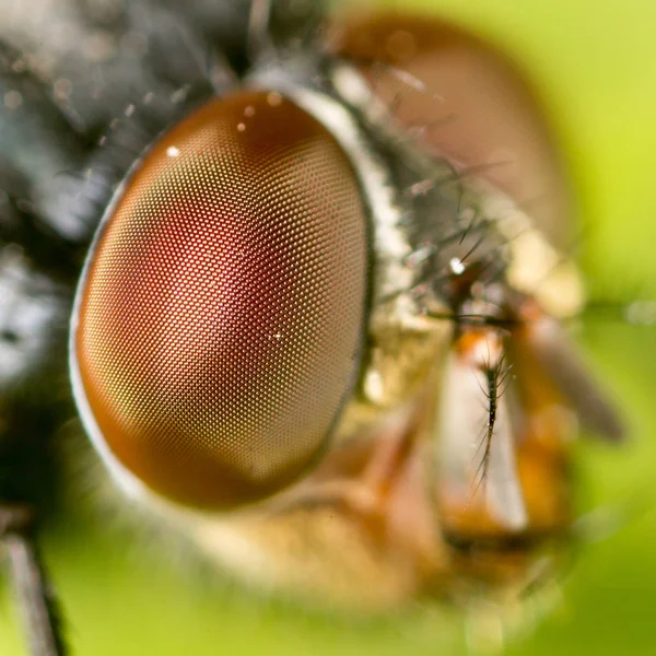 Estudo extremamente nítido e detalhado da cabeça da mosca empilhada de muitas tomadas com lente de microscópio — Fotografia de Stock