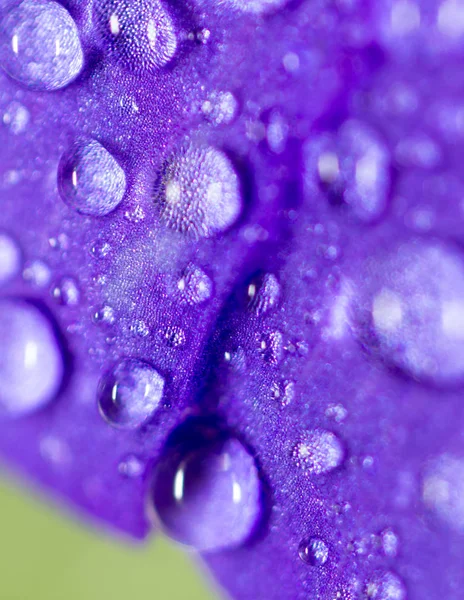 Droppar vatten på en blå blomma i naturen. Stäng — Stockfoto