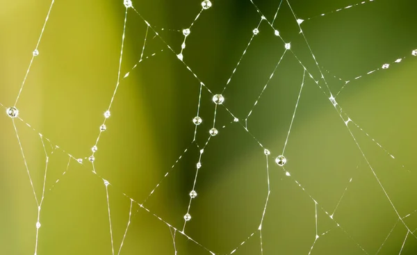 自然界中蜘蛛网上的水滴。关闭 — 图库照片
