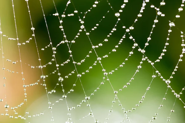 Gotas de agua en una tela de araña en la naturaleza. cerrar —  Fotos de Stock