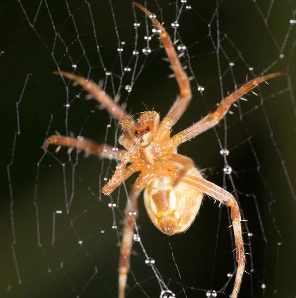 Spinne in der Natur. Supermakro — Stockfoto