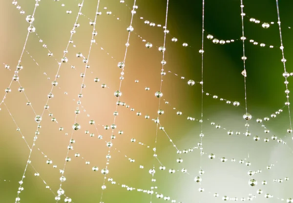 Gouttelettes d'eau sur une toile d'araignée dans la nature. fermer — Photo