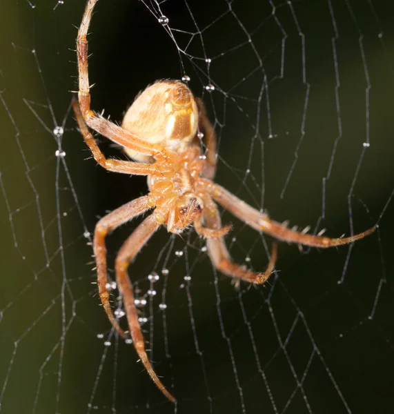 Edderkopp i naturen. supermakro – stockfoto