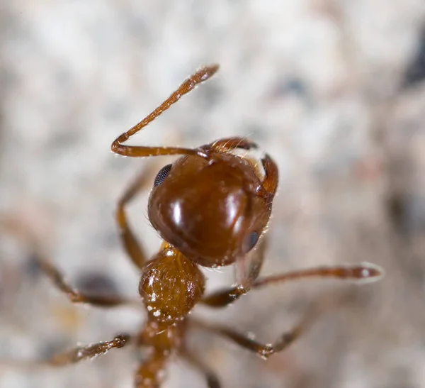 Ant in de natuur. Super macro — Stockfoto