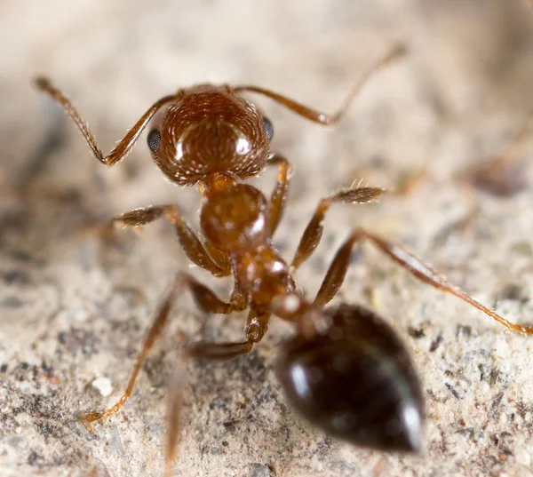 Formiga na natureza. super macro — Fotografia de Stock