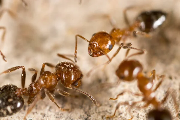 Ant in nature. super macro — Stock Photo, Image