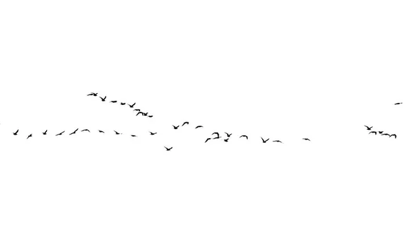 Stormo di uccelli su sfondo bianco — Foto Stock