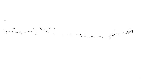 Bandada de aves sobre un fondo blanco —  Fotos de Stock