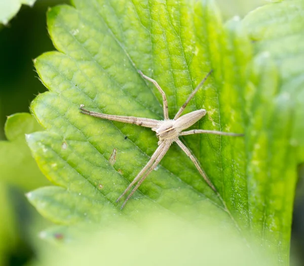 Spider in nature. Macro — Stock Photo, Image