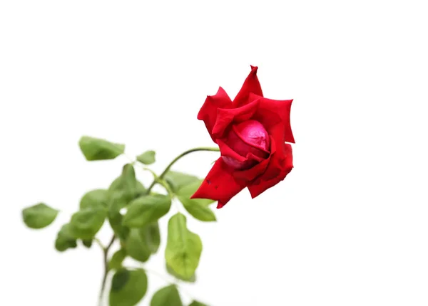 Rose auf weißem Hintergrund — Stockfoto