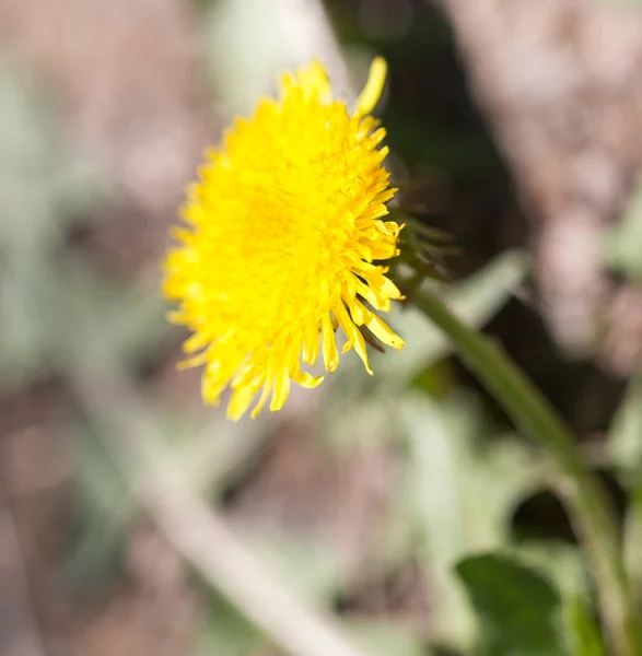 Žlutá Pampeliška v přírodě — Stock fotografie
