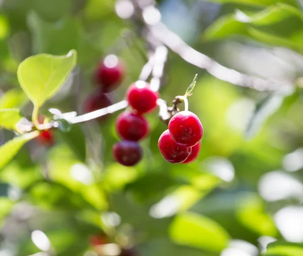 Cerezas maduras en el árbol —  Fotos de Stock