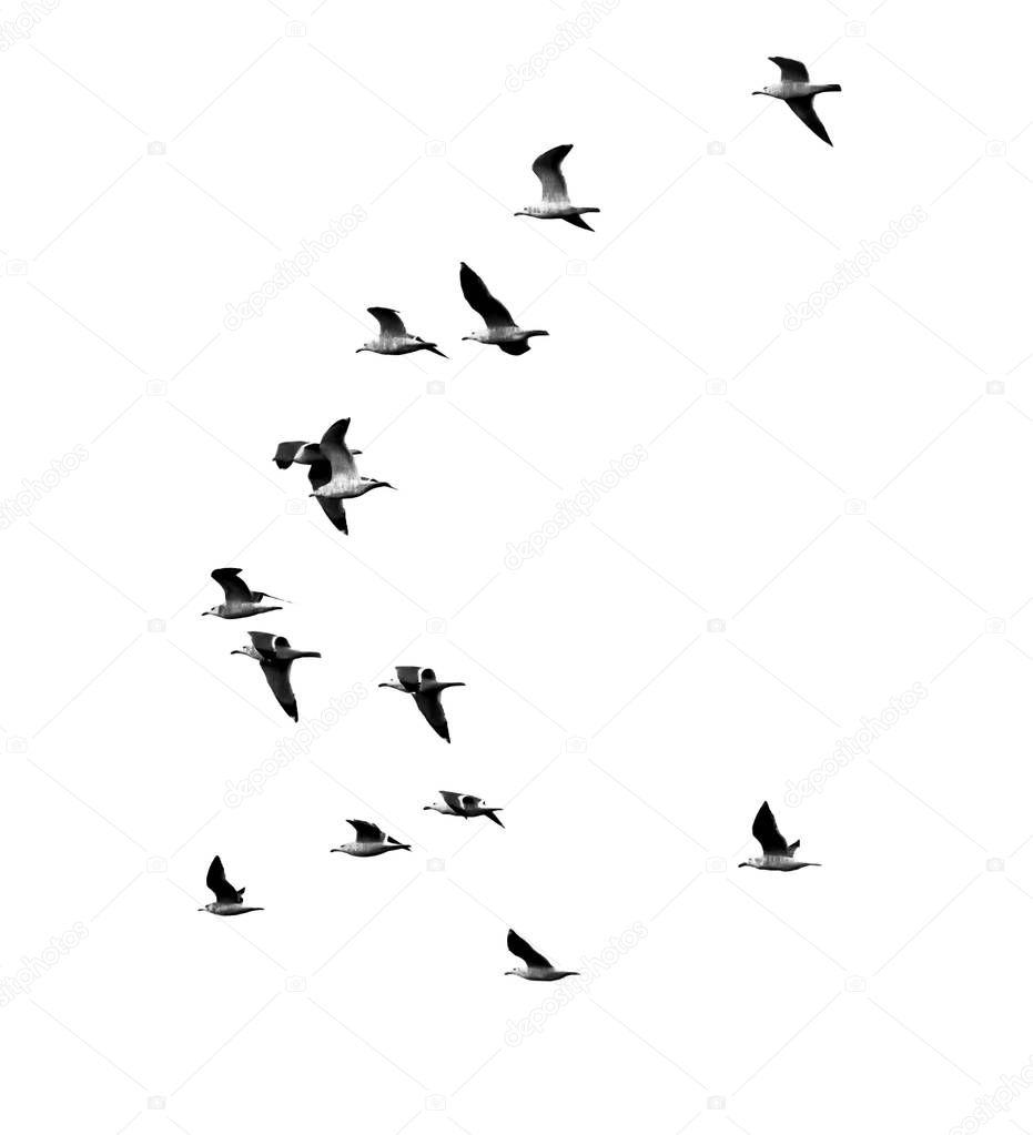 seagull in flight on a white background