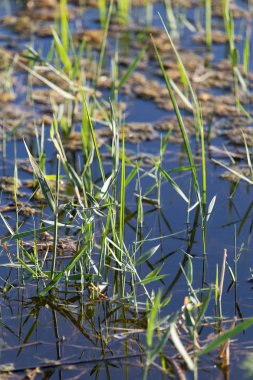 Doğadaki gölün sularında sazlar.