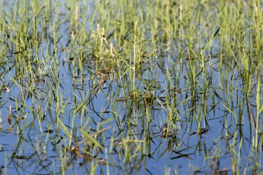Doğadaki gölün sularında sazlar.