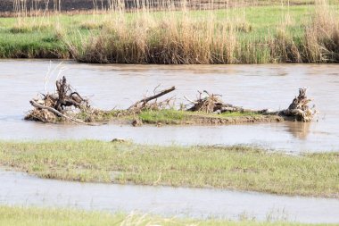 Nehirde bir ağaç dalı